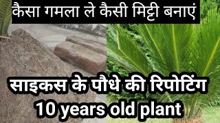 10 साल पुराने साइकस के पौधे को कैसे रिर्पोट किया जरूर देखिए caycas plant repotting👍 mini nidhivan❤️ [upl. by Monafo501]