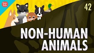 NonHuman Animals Crash Course Philosophy 42 [upl. by Ier]