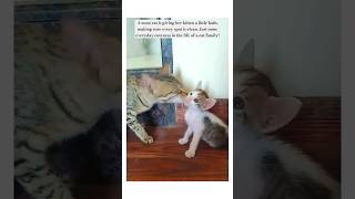 How does a mom cat clean her kitten cat kitten catvideos funny [upl. by Annavahs566]