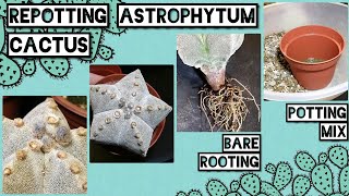 Repotting Astrophytum myriostigma cactus  Includes a Potting mix suited for Astrophytum [upl. by Nuncia]