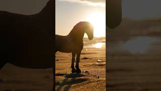 Schleich Horse Photography❤️shortsvideo photography schleichpferde schleichhorseclub beautiful [upl. by Etennaej561]