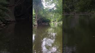 Belted kingfisher catching fish [upl. by Tish]