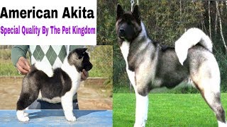 Akita puppy  Best Quality Breed Information  Doggies Divine [upl. by Dadelos212]