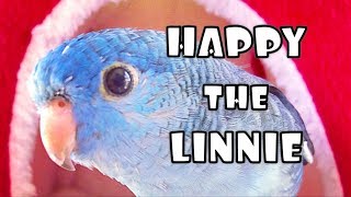 Lineolated Parakeet Talking SO CUTE [upl. by Boehike]