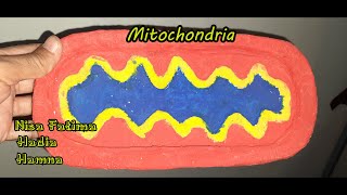 Cardboard mitochondria model  DIY Model [upl. by Yrocal]