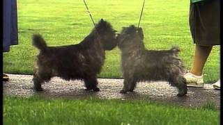 Cairn Terrier  AKC Dog Breed Series [upl. by Ingold]