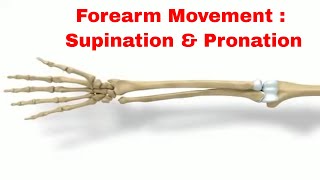 How To Get The Perfect Forearm PronationSupination For Your Workout [upl. by Aldarcy]