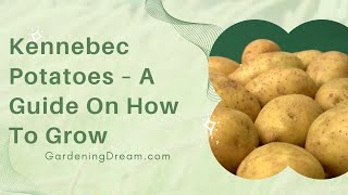 Kennebec Potatoes – A Guide On How To Grow [upl. by Novanod550]