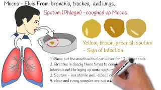 Sputum Test Phlegm Analysis Sputum Culture Sputum test Sputum Analysis [upl. by Lisabeth215]