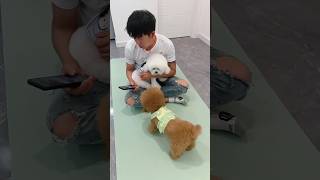 🐶Qute Puppy and mummy 😜 funny dogs🐕 part 48 shorts viral trending funny [upl. by Aramas]