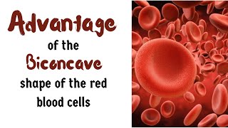 Advantage of the biconcave shape of the red blood cells  Basic Anatomy [upl. by Lyrad348]