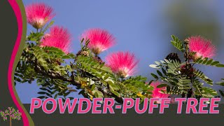 Discovering the Beautiful POWDER PUFF PLANT Calliandra haematocephylla [upl. by Leahcimnhoj193]