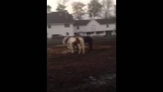 Horseback riding lesson at Seaton Hackney Stables [upl. by Portwine]