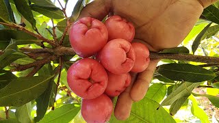 Tasting Tropical Fruit WaxJambu Makopa in our Foodforest [upl. by Sukram]