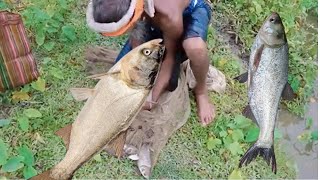 Amazing Cast Net Fishing  Big Fish Hunting in Village Pond [upl. by Amikay]