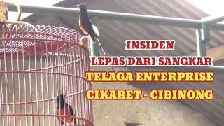 Insiden Murai Lepas saat di gantang  Telaga Enterprise  Cìkaret Cibinong 311024 [upl. by Odrawde]