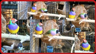 Gouldian Finch  amp tricolour munia hybrid fight for nesting [upl. by Enileoj]