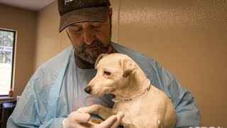 Traumatized Puppy Mill Dog Makes an Amazing Recovery [upl. by Edda2]