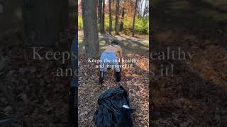 Winterizing the food forest garden using straw and chopped leaves 🍂 foodforest fallgarden [upl. by Suidaht]