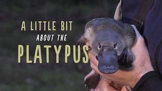 A Little Bit About Platypus [upl. by Nulubez]