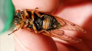 Magicicada tredecula cicada calls Brood XXII Ohio 2014 [upl. by Nylanna832]