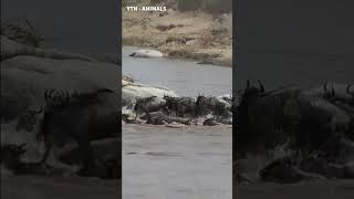 Herds of wildebeests fled in disarray because they encountered ferocious crocodiles shorts [upl. by Zacharias]