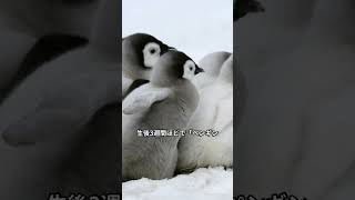 ＃shorts皇帝ペンギンの赤ちゃんの面白い雑学＃かわいい動物 癒し animals 役立つ雑学 [upl. by Tsui186]