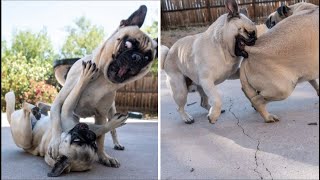 Funny and Cute Pug Videos That Will Change Your Mood For Good [upl. by Norvan171]