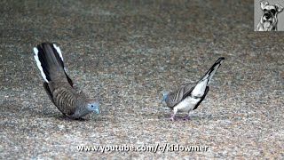 Territorial dispute ZEBRA DOVES [upl. by Matazzoni]