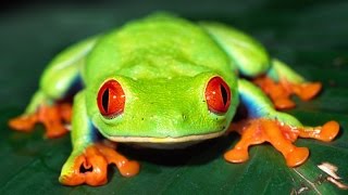 RedEyed Tree Frog Care [upl. by Alaj587]