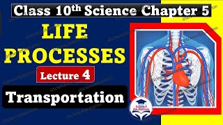 Life Processes Class 10 Science Biology  Lecture 4 Transportation  CBSE ScienceEdustation [upl. by Enelrad746]