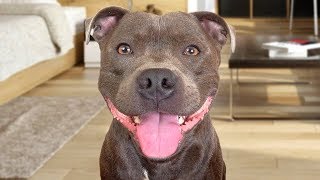 Funny American Staffordshire Terrier Videos [upl. by Auohs]