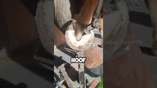 Satisfying Hoof Trim hoof horsecare animal [upl. by Noram]