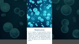 What is Streptococcus Bacteria [upl. by Nallij210]