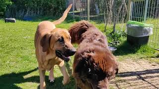 Newfoundland and Broholmer playing [upl. by Yemane491]