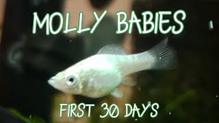 Molly Fry Growth  First 30 Days Timelapse amp Tips [upl. by Frost]