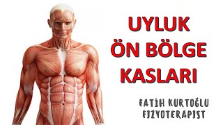 Uyluk Ön Bölge  KAS ANATOMİ si KONU ANLATIMI 11 [upl. by Refanej730]