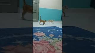 My cats 🐈 😻 beautiful cat bass song love funny cute fyp nature volcano dance mexico [upl. by Older]