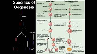 Genetics  Process of Oogenesis [upl. by Kwapong]