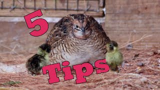 5 Easy Tips to Breed QUAILS Naturally [upl. by Cykana]