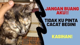 Kucing Tuli Adakah yang sudi jaga [upl. by Eed]