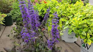 Ajuga Catlins Giant Bugleweed  Popular Groundcover [upl. by Shaeffer]