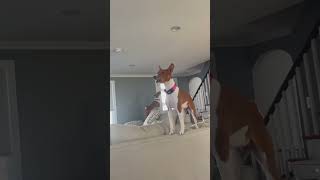 BASENJI YODEL  BASENJI SONG  BASENJI NOISES  Ragnar and Freya Scream  barking [upl. by Jonell483]