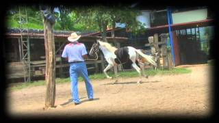 Caballo Pinto Costarricense Sagitario [upl. by Tinor]