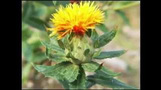 Safflower Oil Health Benefits [upl. by Anihpled]