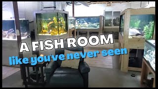 Fish Room Tour  Giant Tanks Rare Fish and one Extraordinary Hobby [upl. by Ahsiekan]