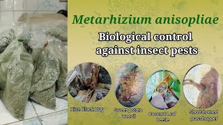 Fungus vs Insect Pests  How to Mass Produce Metarhizium [upl. by Knuth81]