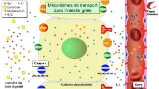 Absorption intestinale [upl. by Yrebmik]