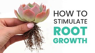 SUCCULENT CARE TIPS  HOW TO STIMULATE ROOT GROWTH IN SUCCULENTS [upl. by Terrye]