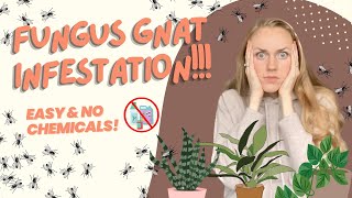 How to Get Rid of a Fungus Gnat Infestation  No Chemicals or Pesticides [upl. by Adalheid]